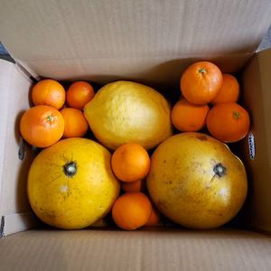 チャンドラポメロ、ジャンボレモン、ブラッドオレンジ　約５㌔