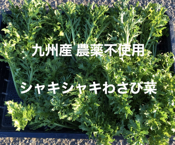 九州産　農薬不使用わさび菜