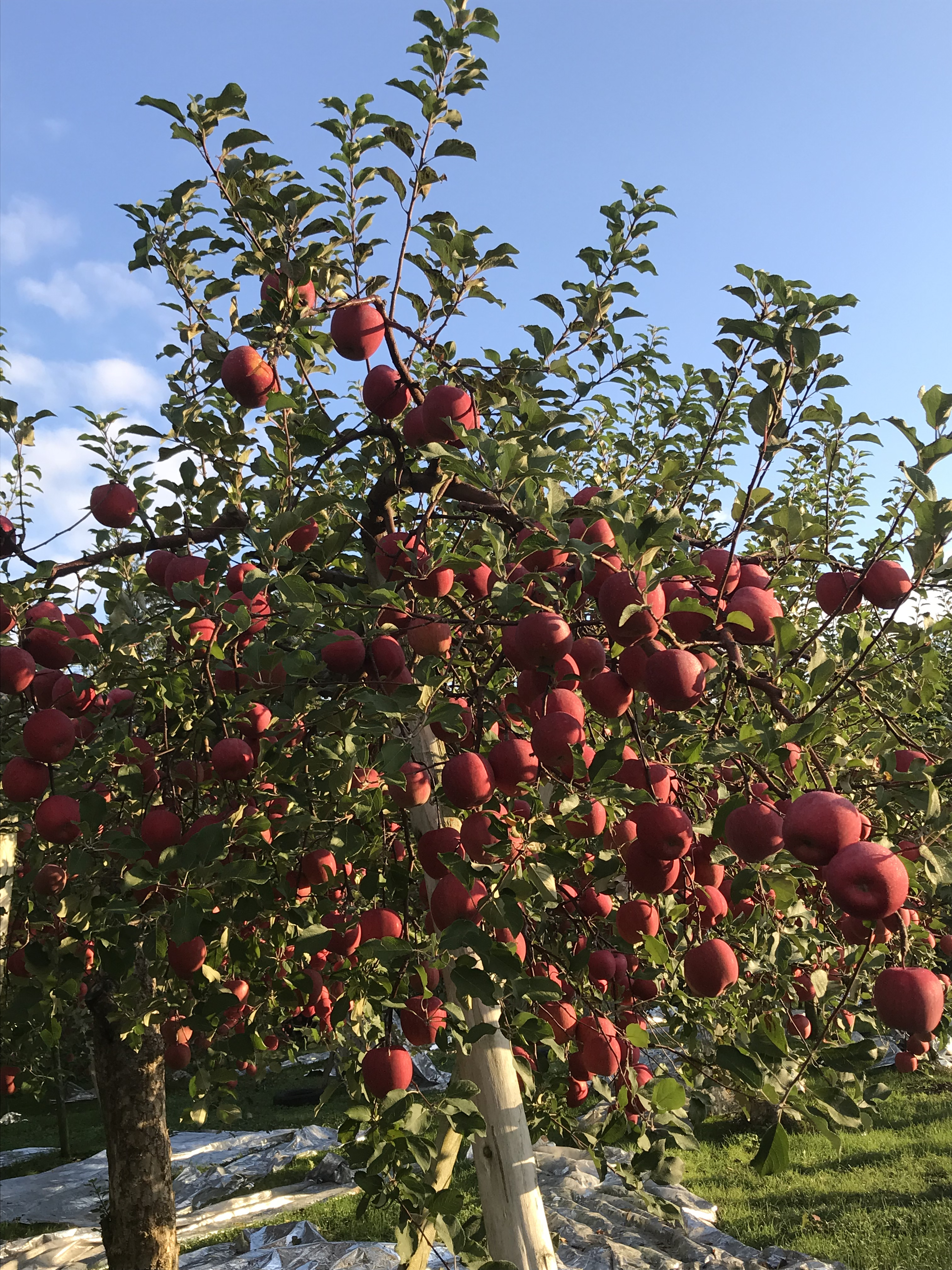 青森県黒石市｜もみじ農園たかちゃん｜桜庭賢紀さんの生産者
