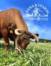 とわだ牧草短角牛挽肉1kgパック（まとめ買いがお得）