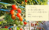 《農園からの直行便》カラフルミニトマト　3kg