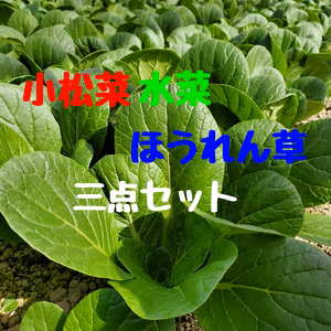 葉物野菜の美味しい季節。小松菜、水菜、ほうれん草セット