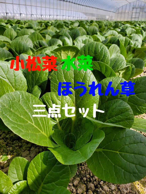 葉物野菜の美味しい季節。小松菜、水菜、ほうれん草セット