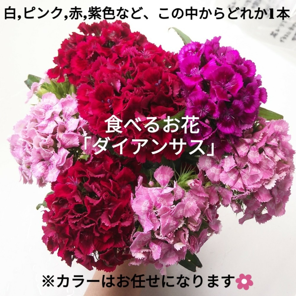 ハーブセット 食べるお花 気分リフレッシュ 淡路島より 農家漁師から産地直送の通販 ポケットマルシェ