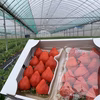 朝採りいちご　あまおう　11玉入り2パック