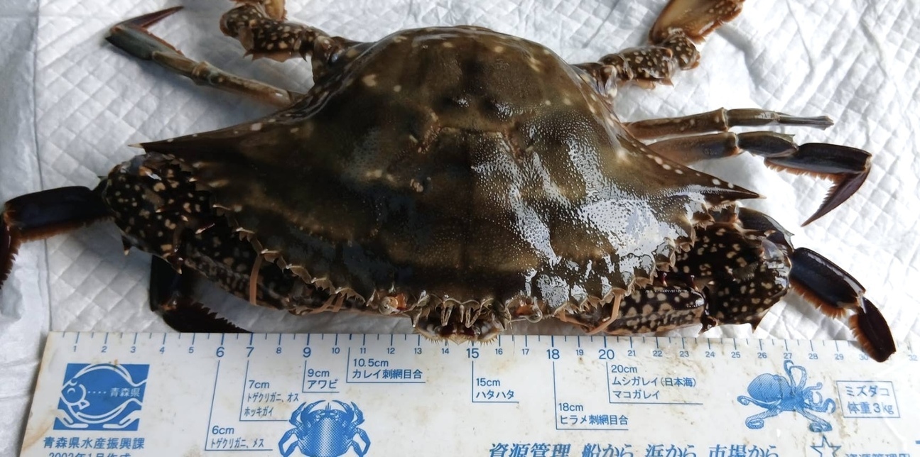 大きめワタリガニ 約3kg（3～6匹）｜カニの商品詳細｜ポケットマルシェ