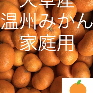 天草産温州みかん　ミカン　家庭用