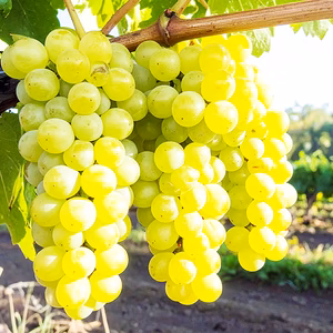 【はじける甘さ！】岡山県産シャインマスカット（約1.5kg、3～4房）