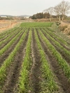 小麦の強力粉500g 強力全粒粉1kg 桜島の恵み 無農薬 無肥料 除草剤不使用