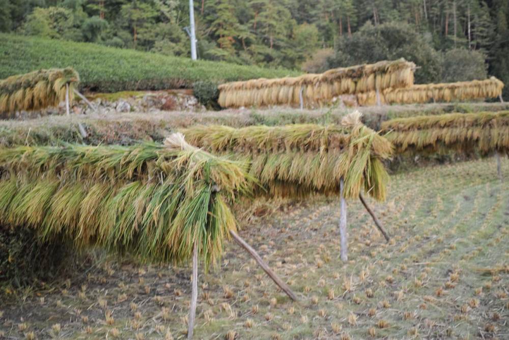 岐阜県加茂郡白川町｜田と山｜椎名 啓さんの生産者プロフィール｜ポケットマルシェ｜産地直送で旬の食材が生産者(農家・漁師)から届く