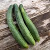【自然栽培】固定種 ときわ地這胡瓜＋神田四葉胡瓜★農薬・肥料不使用｜きゅうり