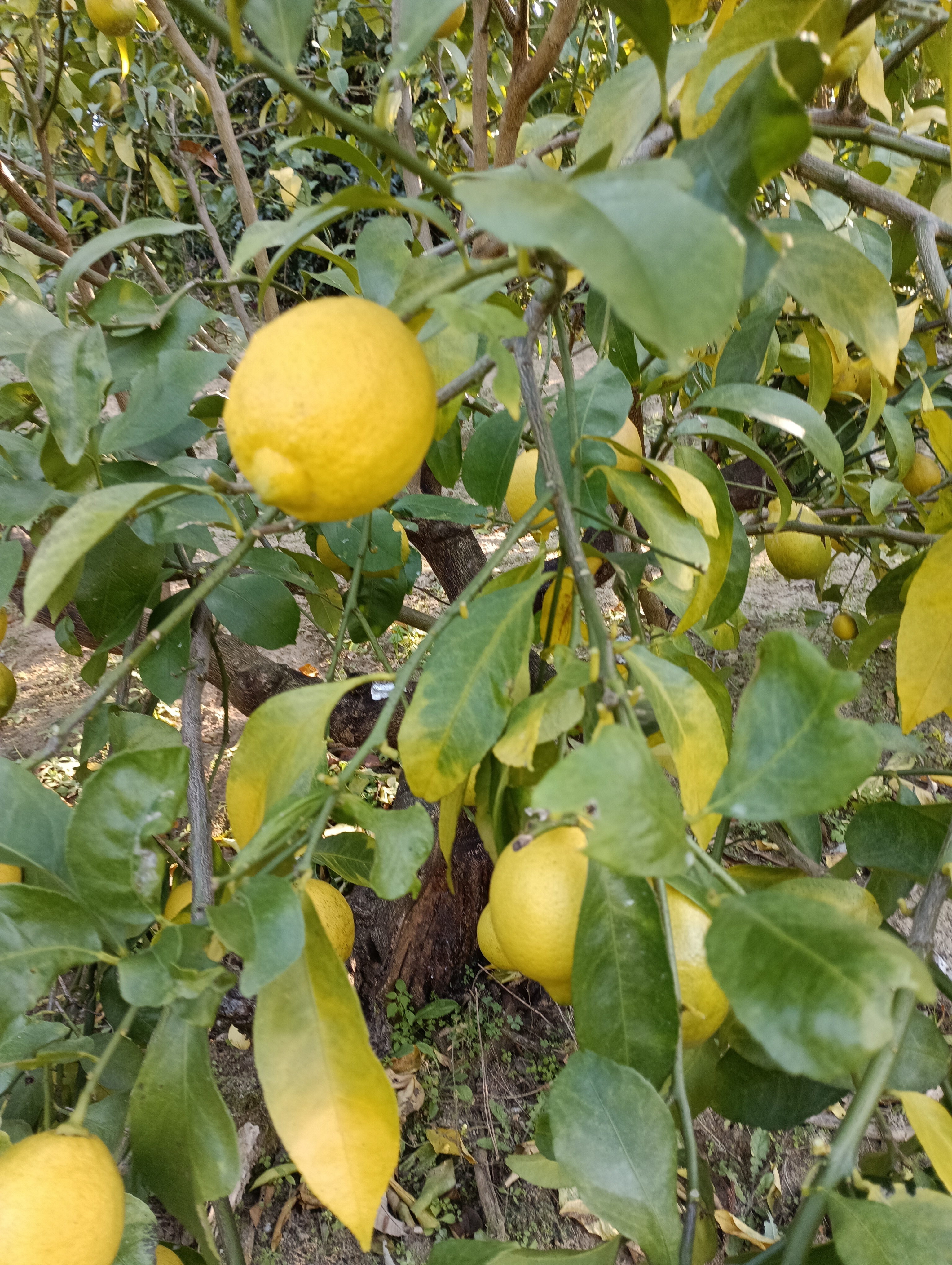 グリーンレモンの産直通販・お取り寄せ商品｜ポケットマルシェ｜産地
