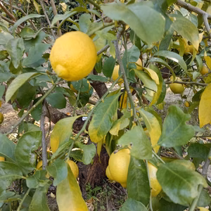 皮も使える広島県産レモン   小玉良品 5kg 