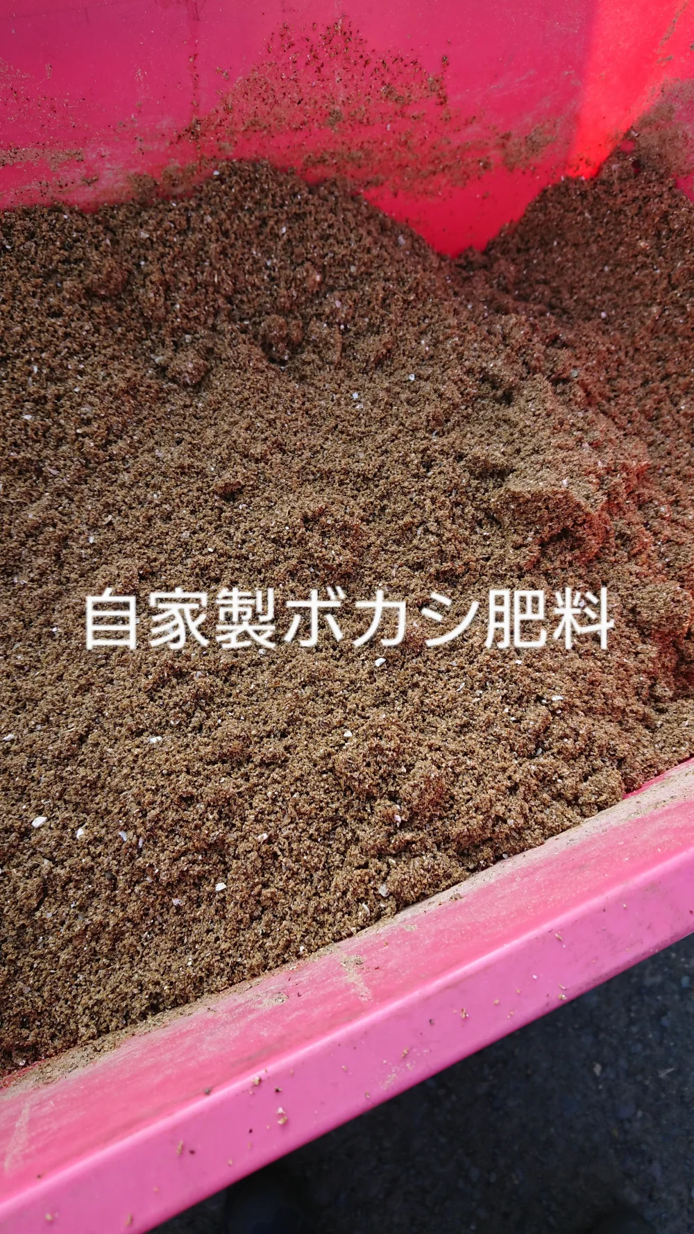 無農薬・無化学肥栽培の朝採り‼️ 甘いフルーツ蕪2種類食べ比べセット‼️
