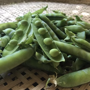 春のお届けvol.4豆ご飯用絹さや【農薬、化学肥料不使用】
