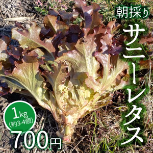 サニーレタス 1㎏（約3-4個）（採れたて即日発送 / クール便）