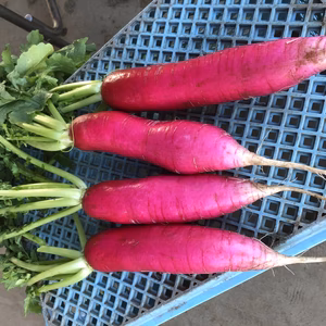 【今が旬！特価‼︎】三浦の特産野菜レディーサラダ❣️