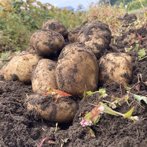 ホックホク『男しゃく』 さん 【栽培期間中 肥料・農薬・たい肥不使用】