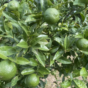 国産希少キーライム（メキシカンライム）（収穫してすぐ発送！）