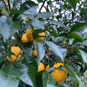 2kg ゆず柚子【農薬・化学肥料・消毒・除草剤すべて不使用・自然栽培】