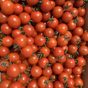 青森の夏野菜　さわやかな甘味！！サマー千果