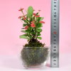 苔玉　花キリン(赤) 液肥付き