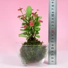 苔玉　花キリン(赤)
