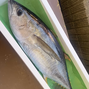 【本日発送】キハダマグロ（約5kg）