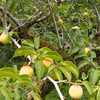 【今期最後】南高梅　樹成り（Lサイズ約2kg)　(谷奥深産)