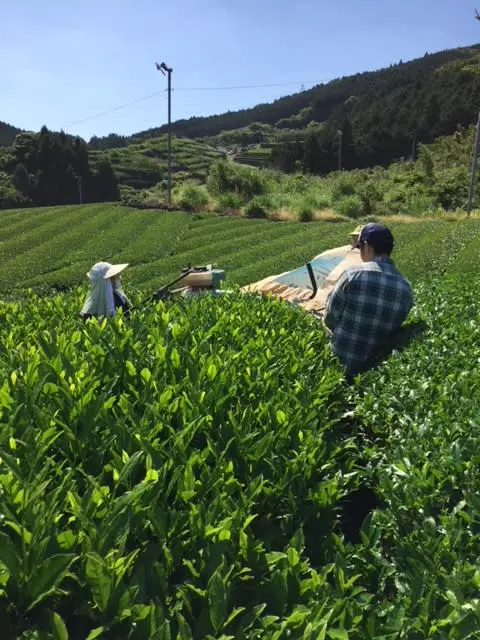 玉緑茶（たまりょくちゃ）製法　【うれしの茶 なのはな】リーフ100ｇ
