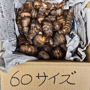 ころころ海老芋　農薬・除草剤不使用　唐芋　赤ずいきの本海老