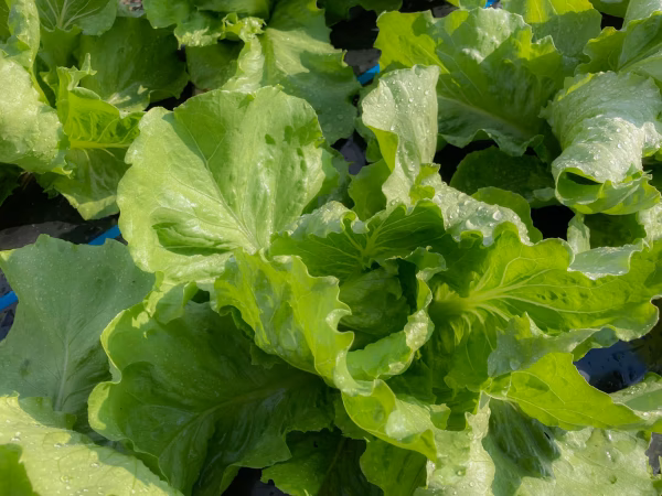 農薬・化学肥料不使用　島根県大田市産　玉レタス