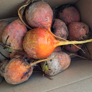 ビーツ　幸せの黄色　サイズミックス　1キロ