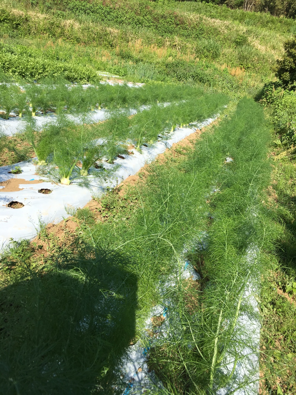 有機フェンネル 今年は宅配箱に詰め放題 農家漁師から産地直送の通販 ポケットマルシェ