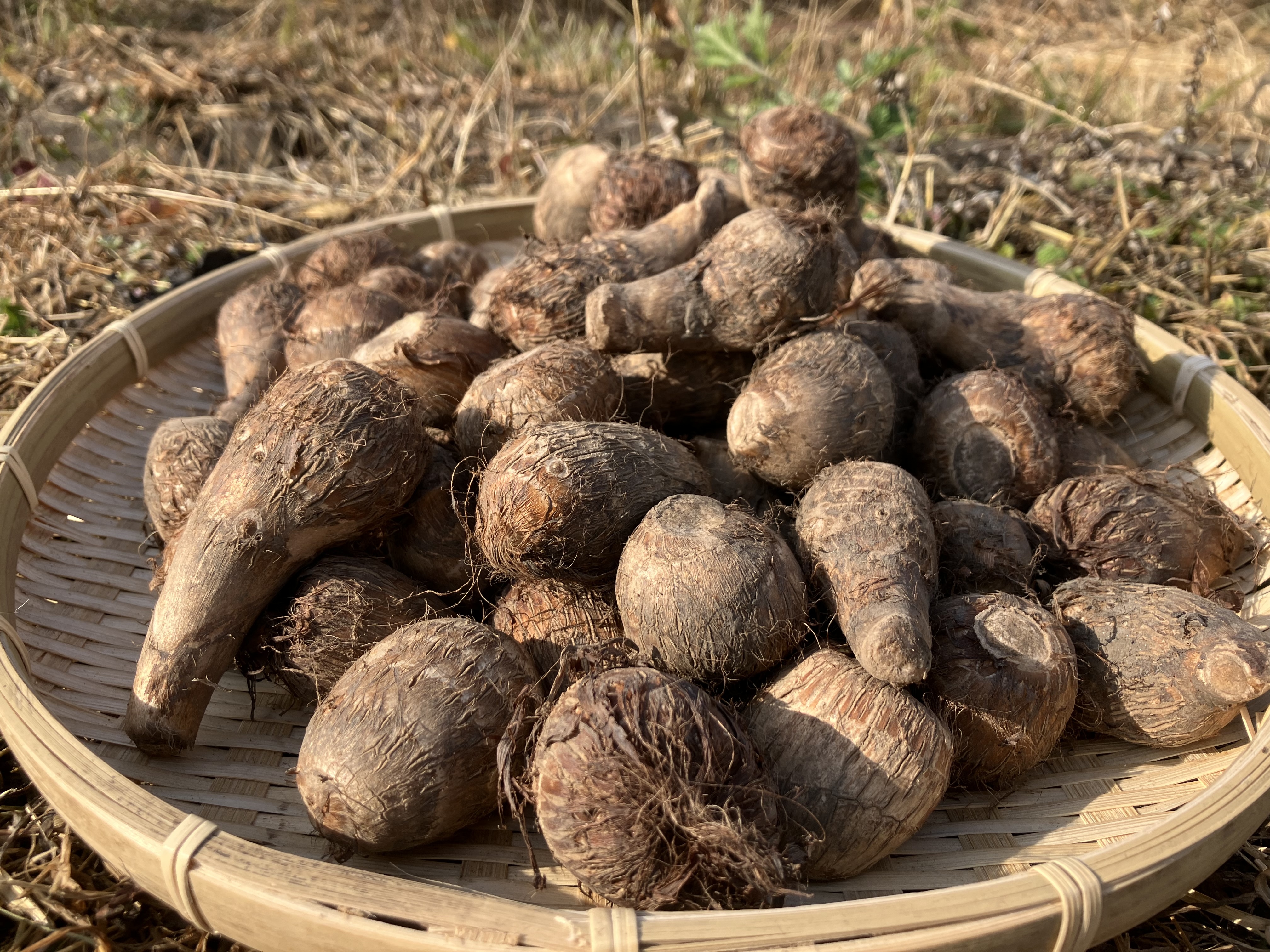 農家直送！かゆくならないと評判の里芋10キロ(無箱込み)無農薬無化学