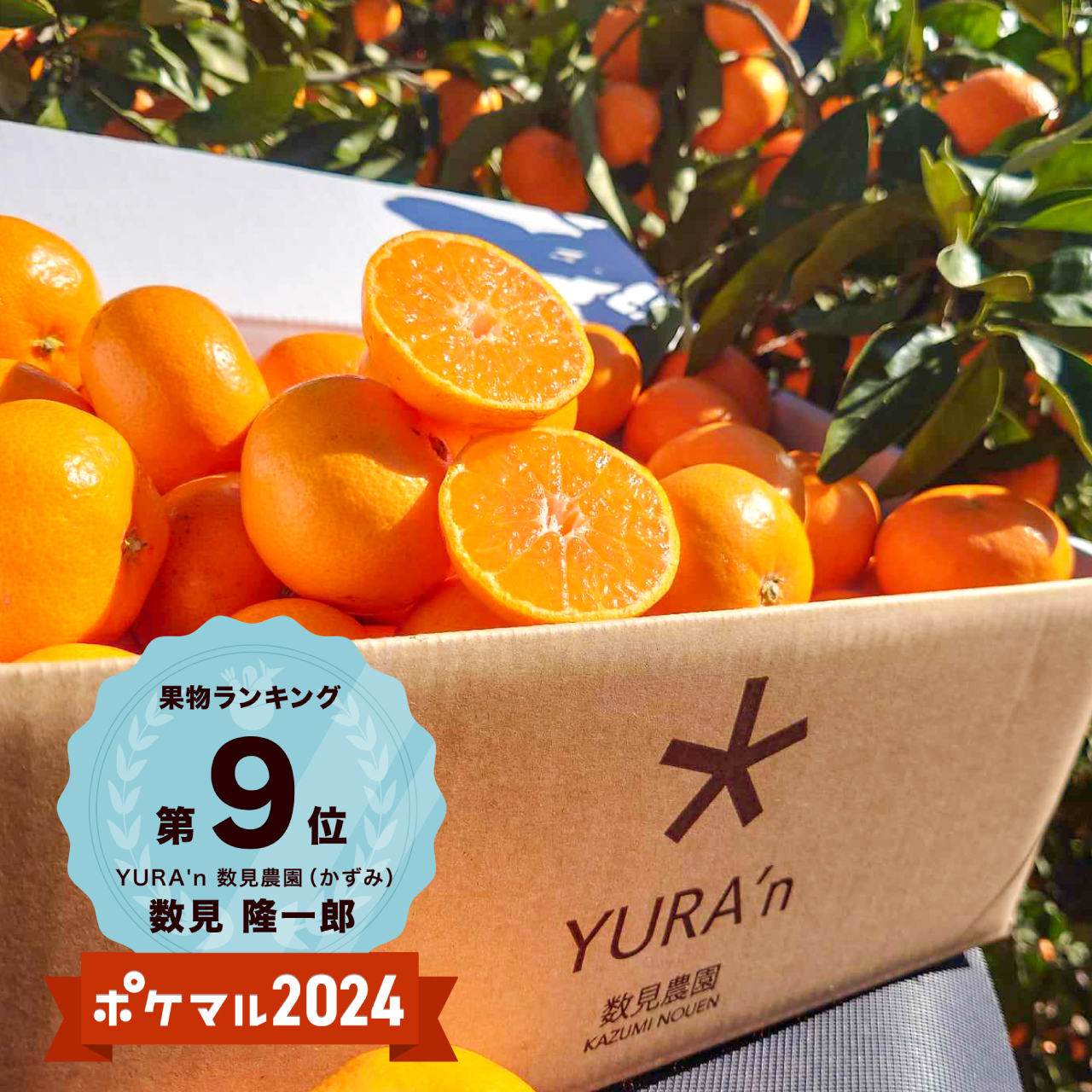 師走にコタツで"ゆらみかん" 家庭用通常品 (向山温州)サイズ混合 箱込2kg×2箱(大箱に入れて発送)