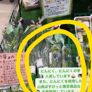 岐阜県産にんにくの芽