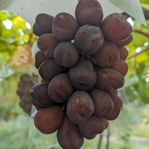 ハート型が可愛い新品種♥️ マイハート