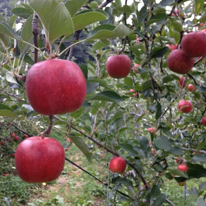 樽輪りんご園『つがる』【クール便】【ご家庭用】