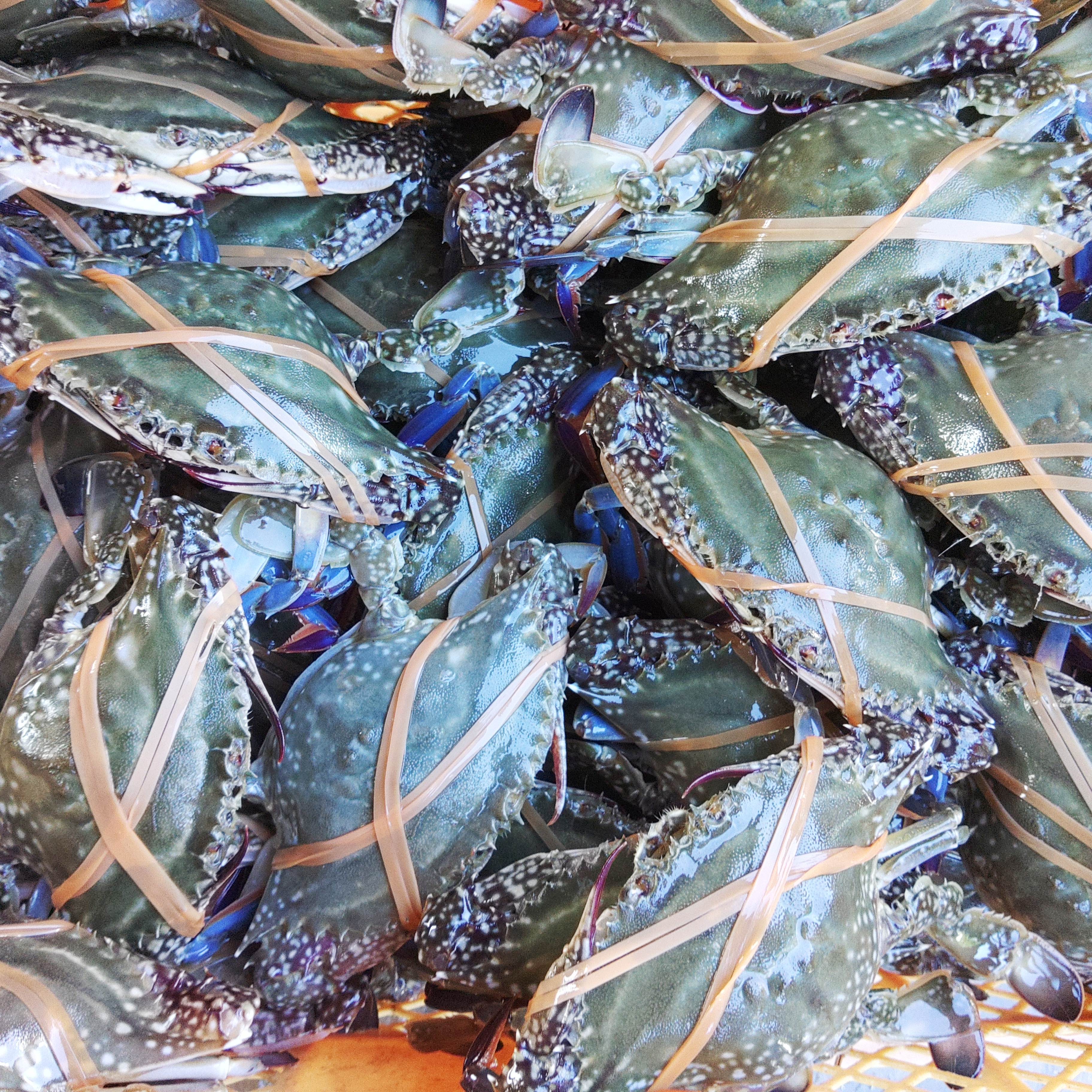 渡り蟹 Amazon.co.jp: 【ソフトシェル クラブ プライムサイズ 約1kg(約