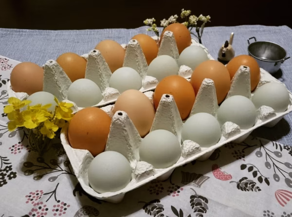 【チルド便】アローカナと会津地鶏の大容量シェアパック！