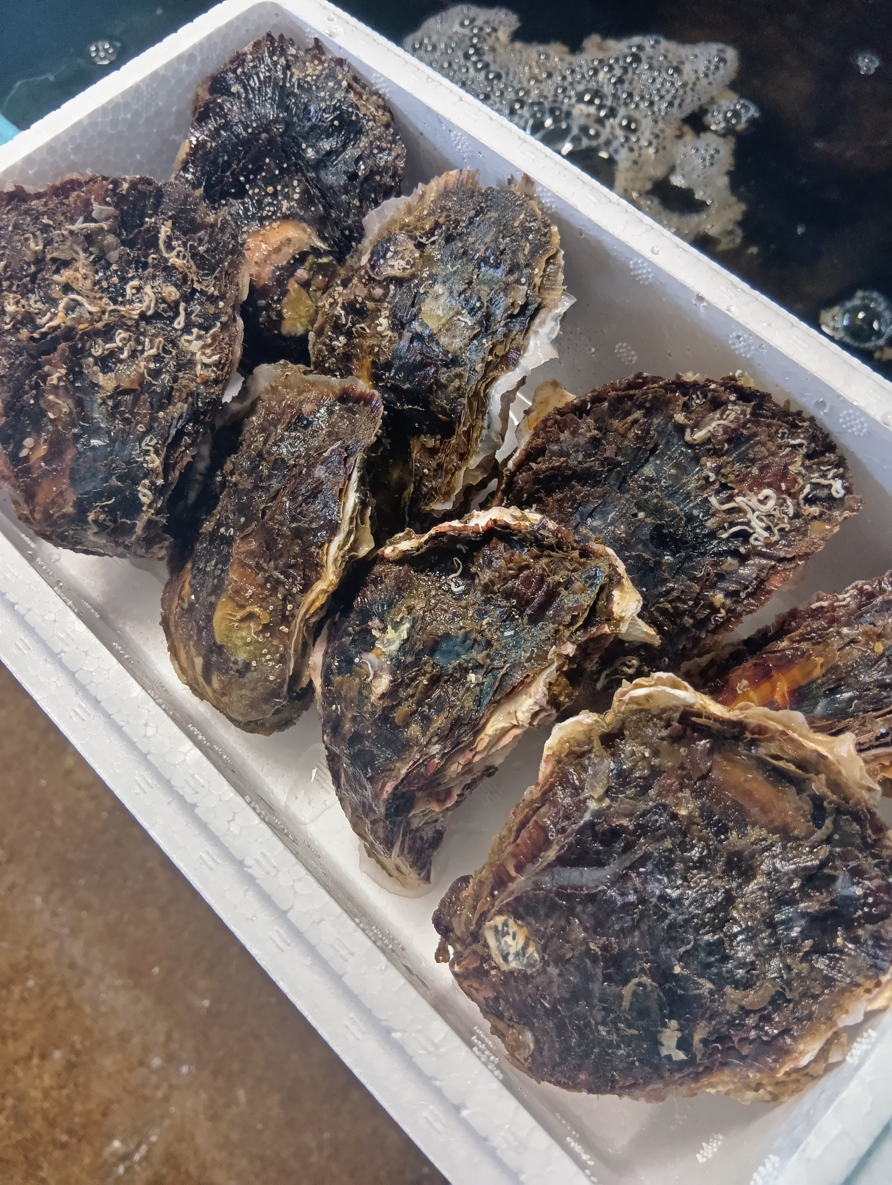 三重県産 生食用 天然 岩牡蠣 （Sサイズ100～150g）（8個入り
