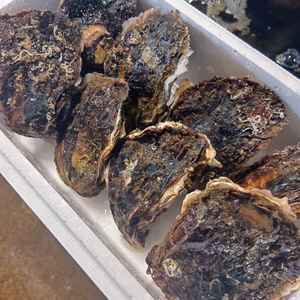 三重県産 生食用 天然 岩牡蠣 （Sサイズ100～150g）（8個入り）