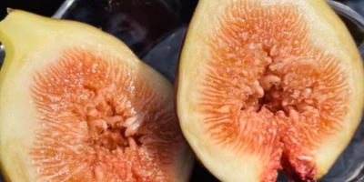 【今週の新着商品】甘さ濃厚「いちじく」、待望の「新米」、旬が詰まった「夏野菜BOX」etc.