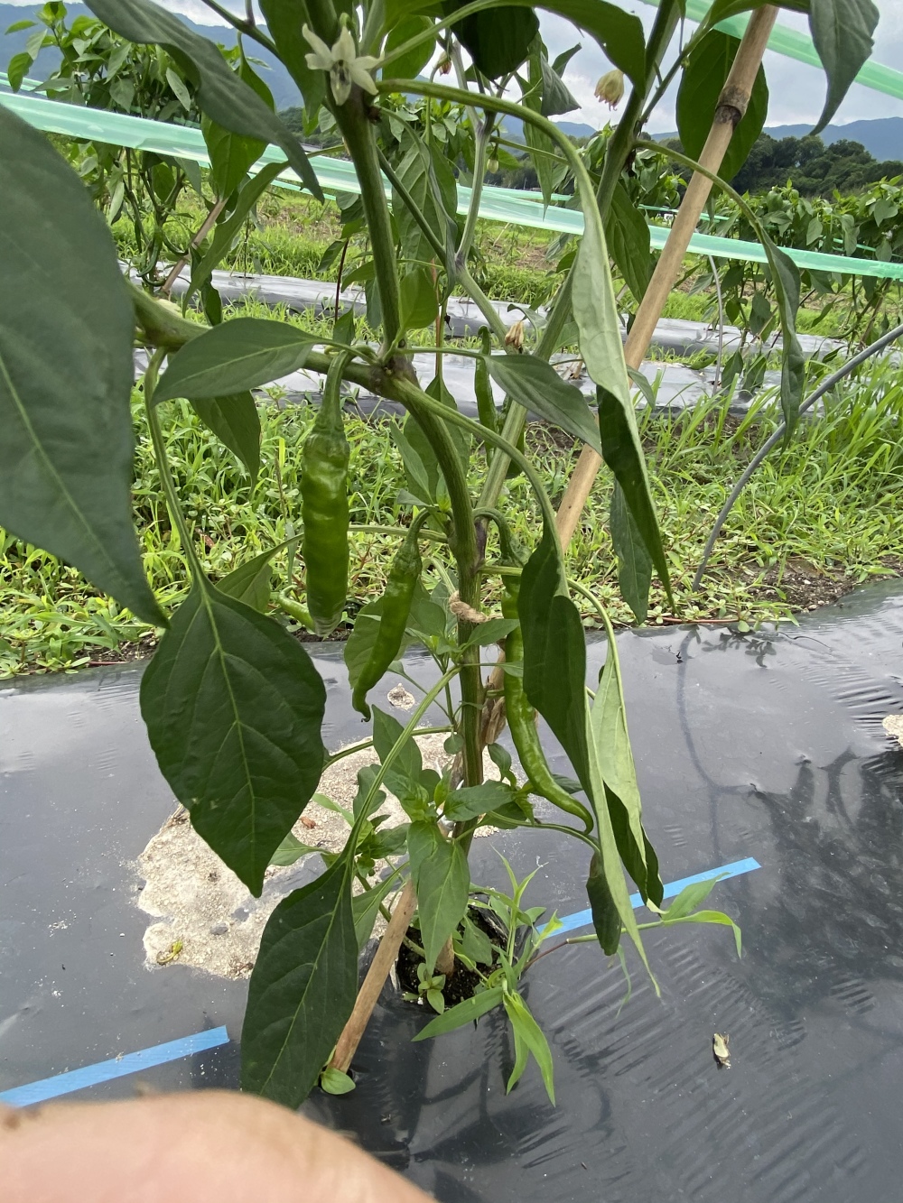 青トウガラシ50gとインゲン100g 農家漁師から産地直送の通販 ポケットマルシェ