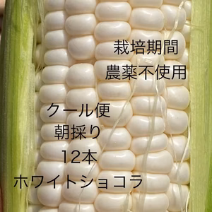 スイートコーンとフィレンツェナス