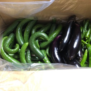 【九州からお届け！】新鮮野菜セット（5キロ箱）