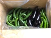 【九州からお届け！】新鮮野菜セット（5キロ箱）