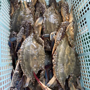 本日水揚げ‼️ワタリカニ‼️
