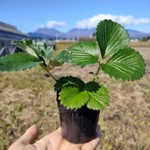培養（メリクロン）苗　　　とちおとめ7.5cmポット